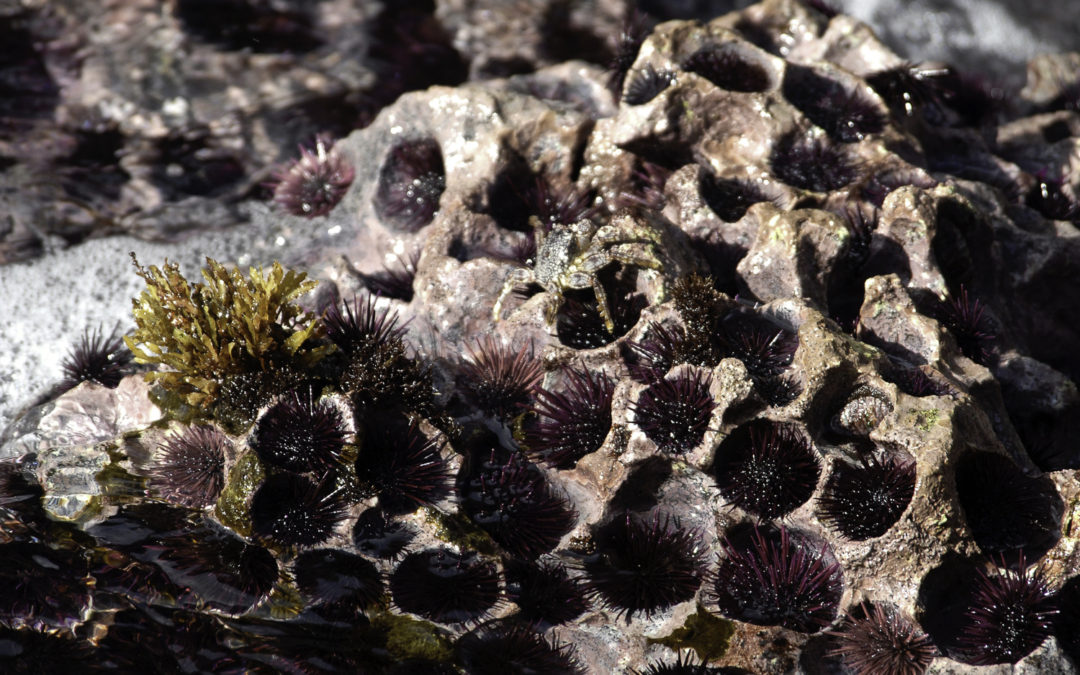 ePostcard #29: Rock-boring Sea Urchins (Easter Island, Chile)