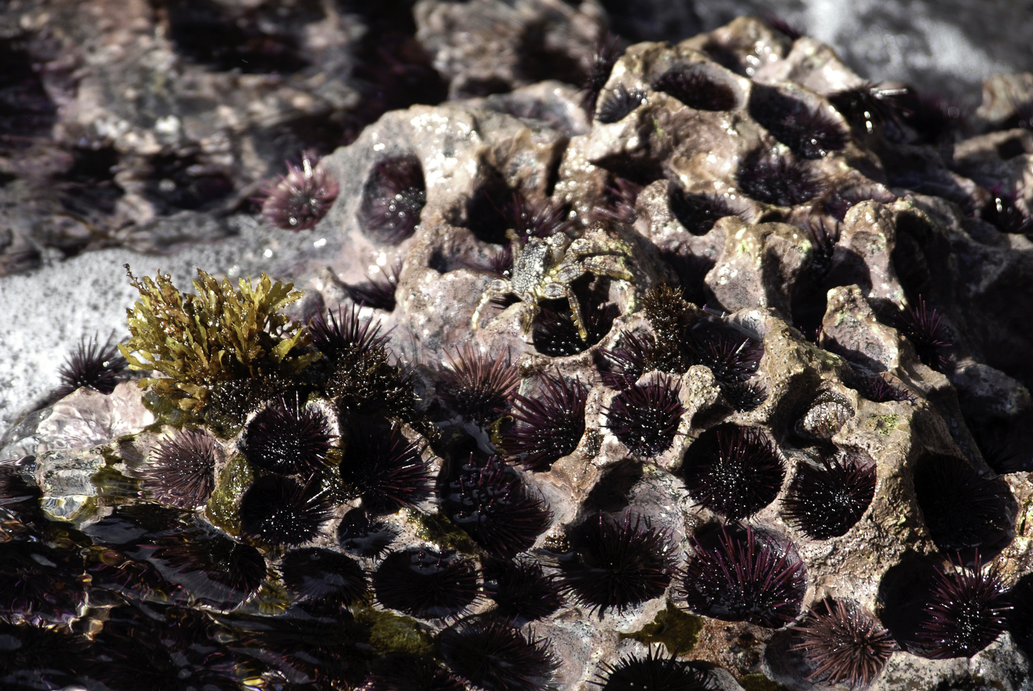 ePostcard #29: Rock-boring Sea Urchins (Easter Island, Chile)