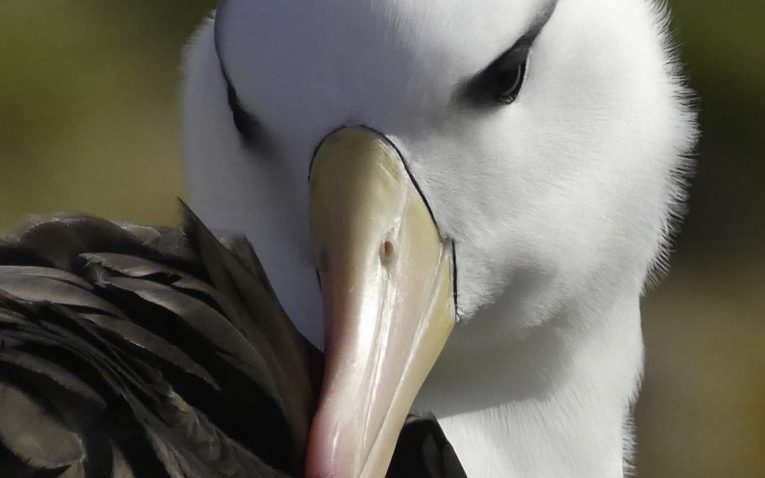 ePostcard #32: Albatrosses—Ocean Spirits