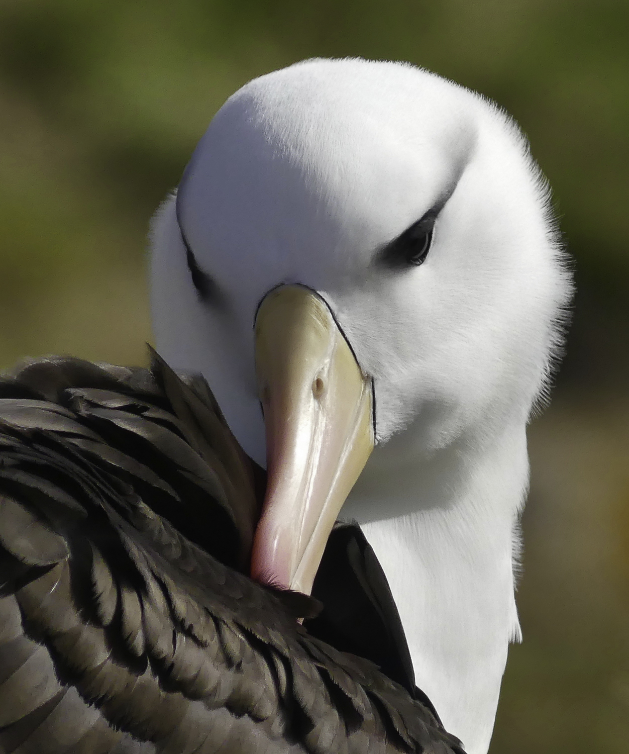 ePostcard #32: Albatrosses—Ocean Spirits