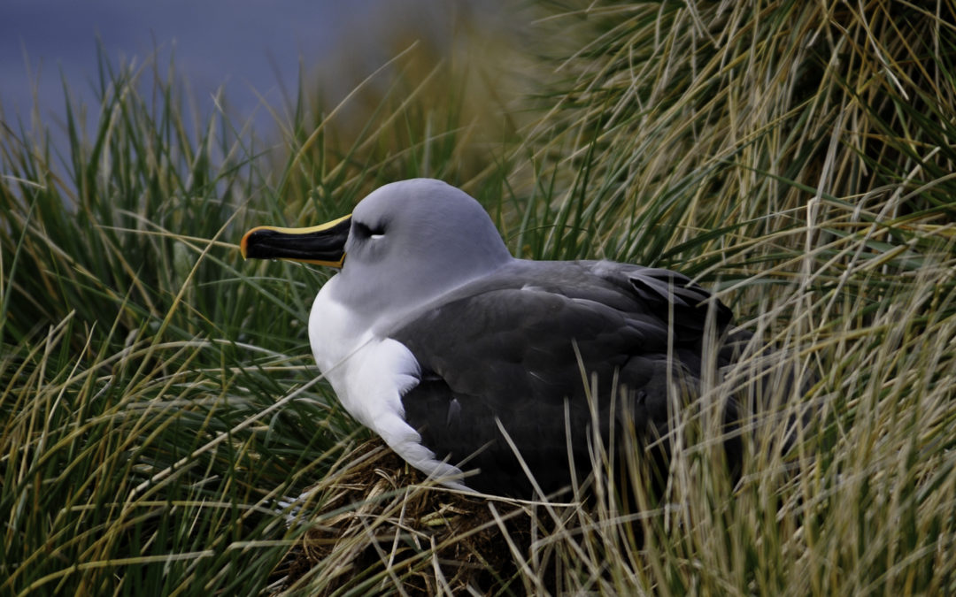 ePostcard # 33: Gray-headed & Southern Royal Albatrosses
