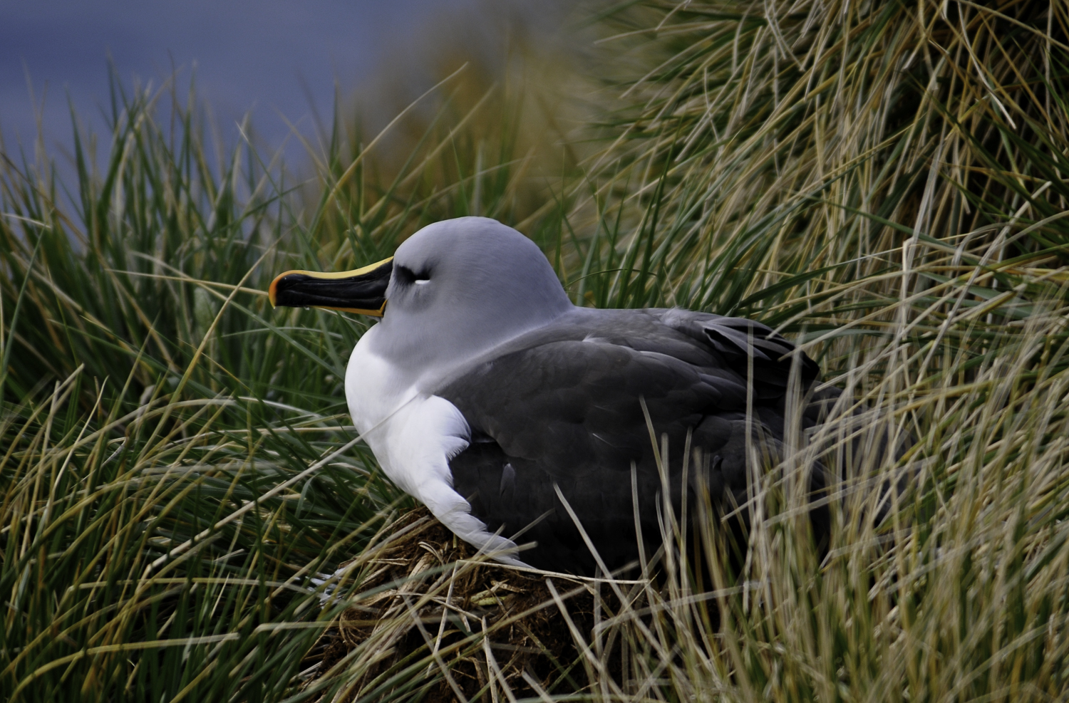 ePostcard # 33: Gray-headed & Southern Royal Albatrosses
