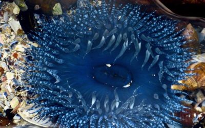 ePostcard #6: Tide pooling anyone?