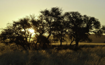 ePostcard #13: Sociable Weavers