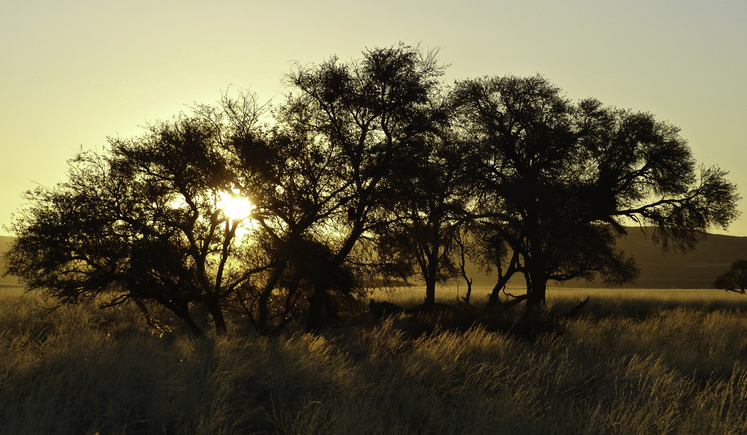 ePostcard #13: Sociable Weavers