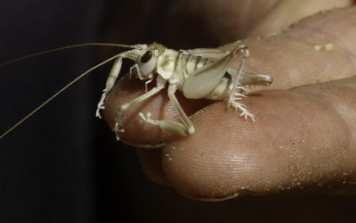 ePostcard #8: Life in the Sand (Namibia)