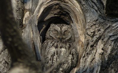 ePostcard #7: Camouflage Perfected!