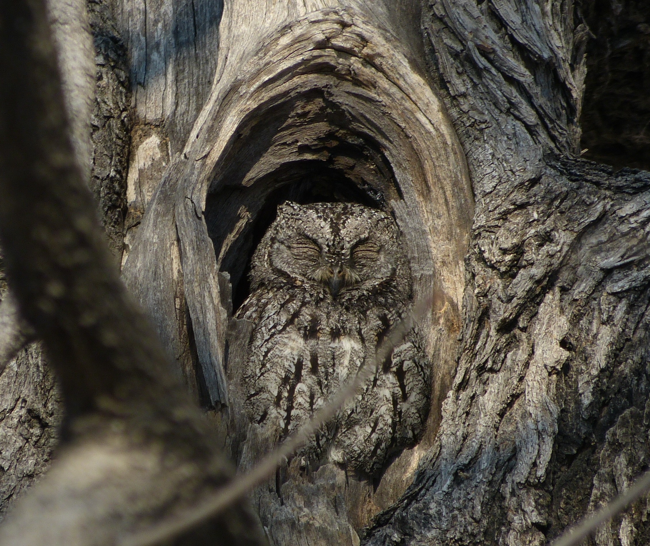 ePostcard #7: Camouflage Perfected!