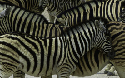 ePostcard #12: Zebra Society