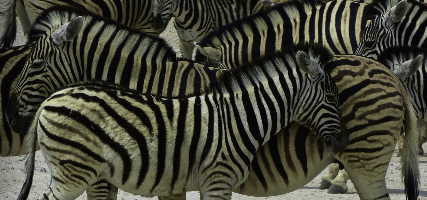 ePostcard #12: Zebra Society