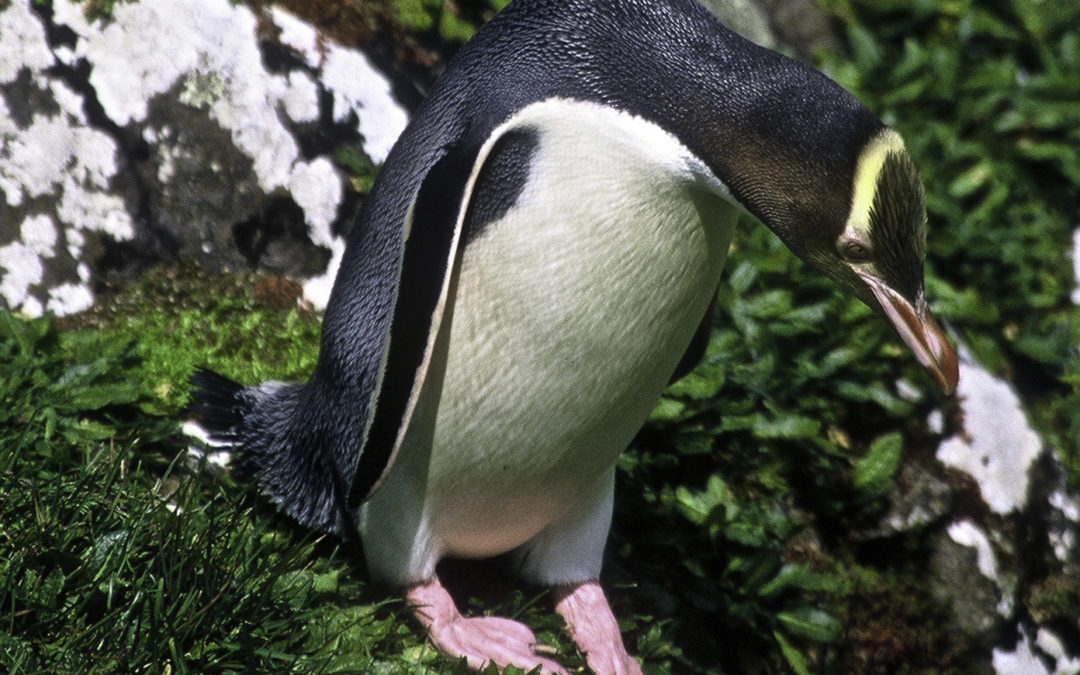 ePostcard #35: Yellow-eyed Penguins