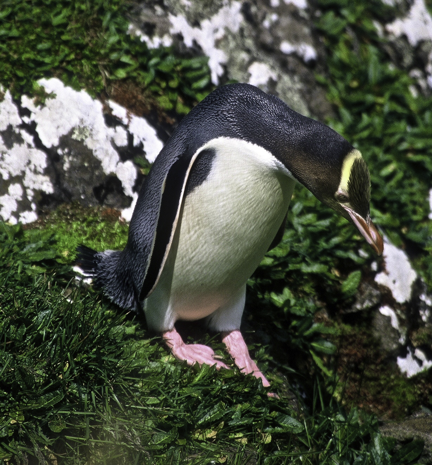 ePostcard #35: Yellow-eyed Penguins