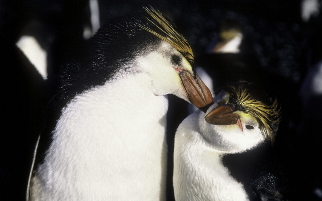 ePostcard #36: Crested Penguins (Royals and Snares)