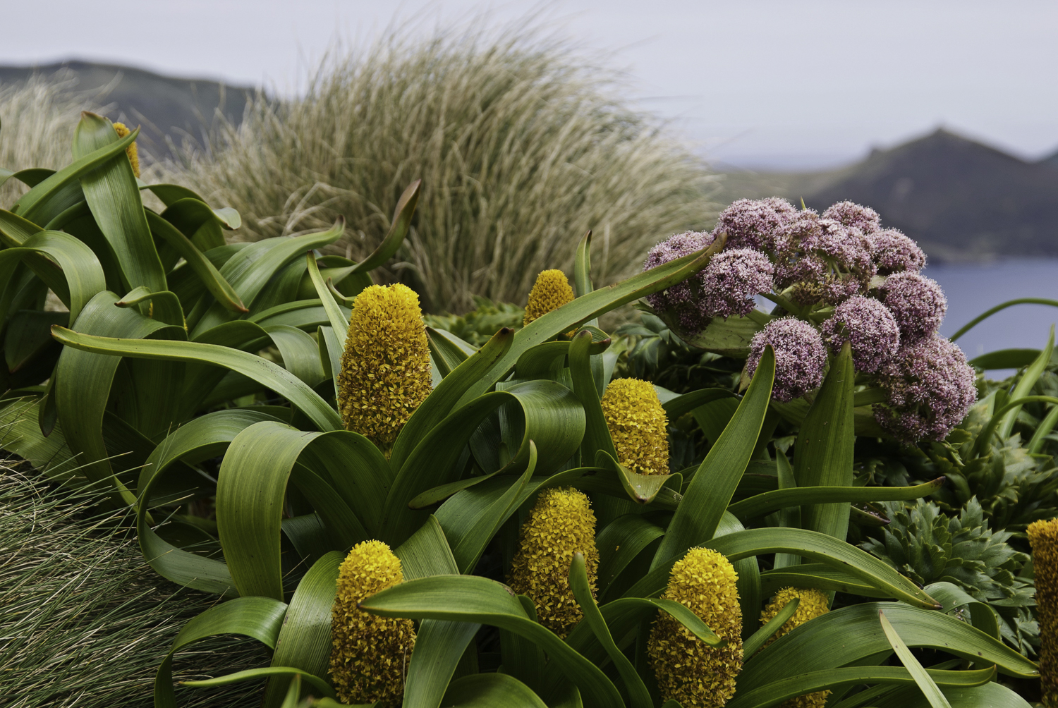 ePostcard #37: Megaherb Mysteries