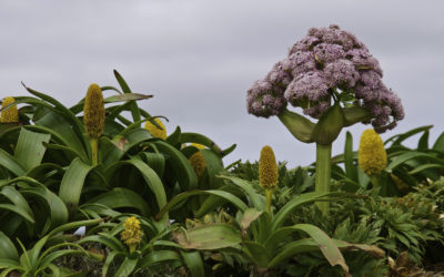 ePostcard #38: Megaherb Discoveries