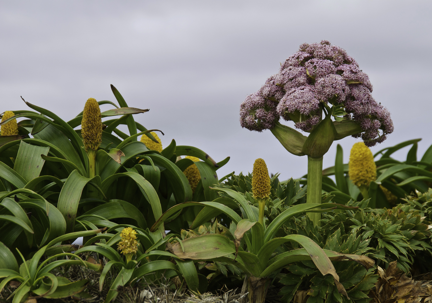 ePostcard #38: Megaherb Discoveries