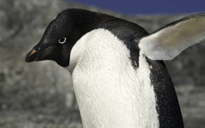 ePostcard #39: Introducing the East Antarctic Ice Sheet