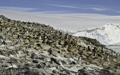 ePostcard #42: Mother’s Day in Adélie Land