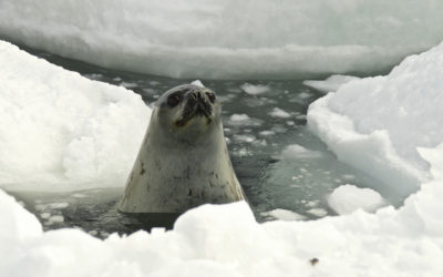ePostcard #44: Crabeater Seals (Cape Denison, East Antarctica, 2006)