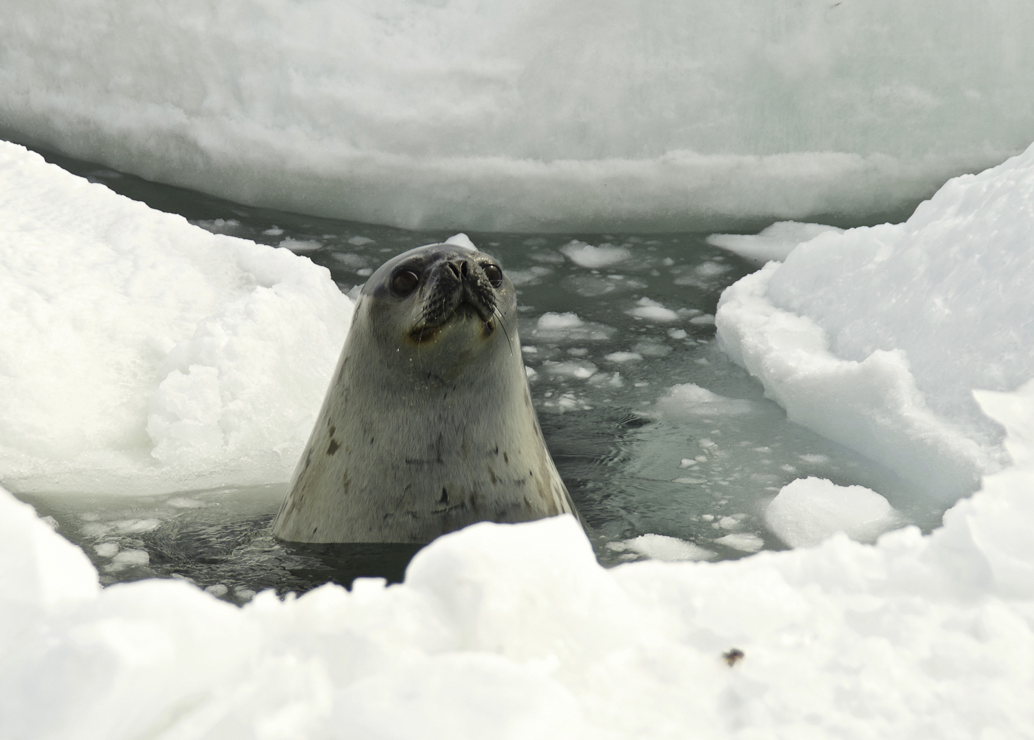 ePostcard #44: Crabeater Seals (Cape Denison, East Antarctica, 2006)
