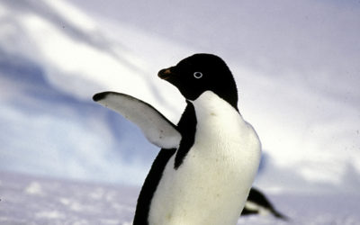 ePostcard #45: Adélie Penguins at Risk