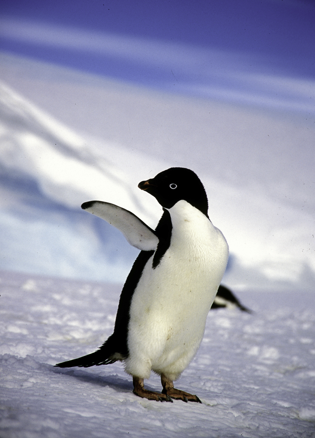 ePostcard #45: Adélie Penguins at Risk