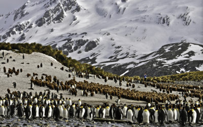 ePostcard #47: Bound for South Georgia!