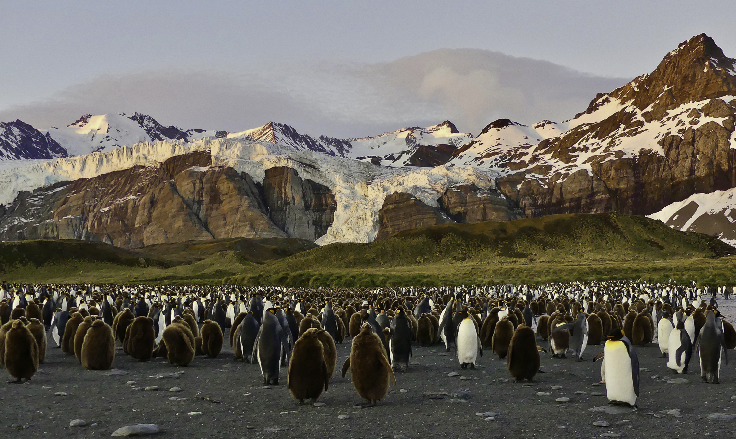 ePostcard #49: Penguins, Penguins Everywhere!