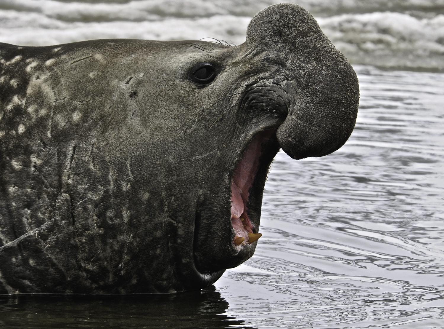 ePostcard #51: Bulls on the Beach (Southern Elephant Seals)