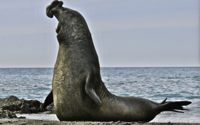 ePostcard #52: Tracking Southern Elephants (South Georgia)