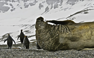 ePostcard #53: Sound and Fury (Elephant Seal Bulls)