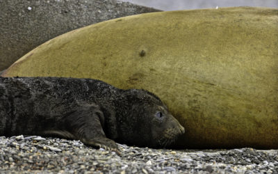 ePostcard #54: Elephantastic Pups! (South Georgia)