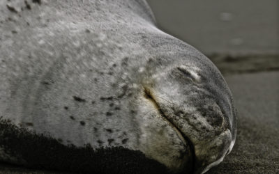 ePostcard #55: Leopards! (South Georgia)