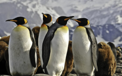 ePostcard #50: Sentinels in the Crèche (South Georgia)