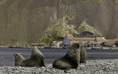 ePostcard #56: Antarctic Fur Seals (South Georgia)