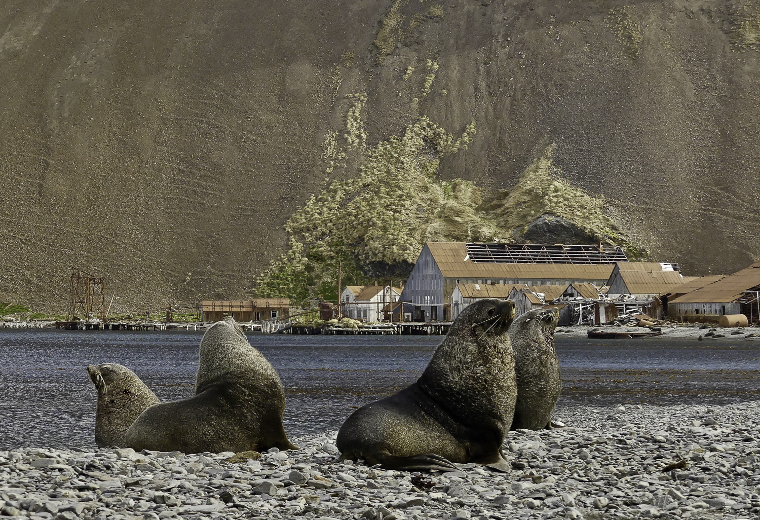 ePostcard #56: Antarctic Fur Seals (South Georgia)