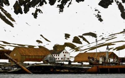 ePostcard #58: Whale Tears (South Georgia)