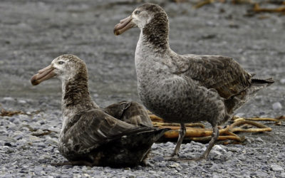 ePostcard #59: Appreciating Scavengers (Northern Giant Petrels)