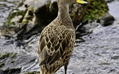 ePostcard #62: South Georgia Pintail