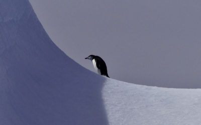 ePostcard #63: Chinstraps on Ice (South Georgia)