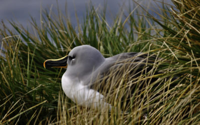 ePostcard #64: Albatross Morning (South Georgia)