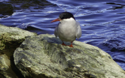 ePostcard #65: Tern, Tern Tern!