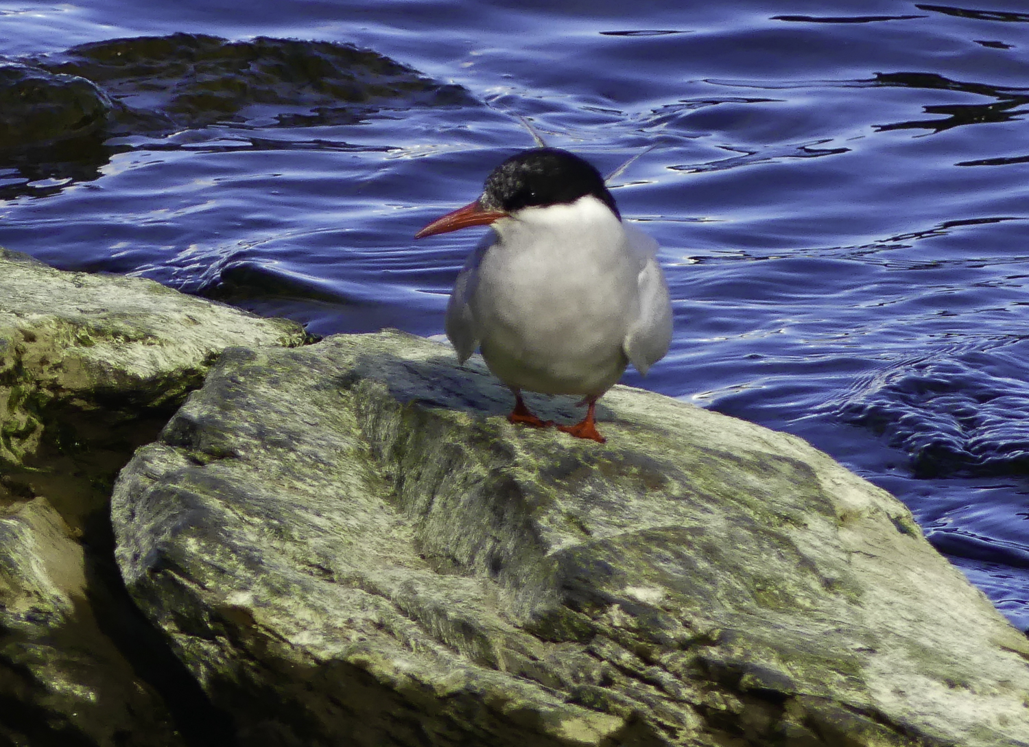 ePostcard #65: Tern, Tern Tern!