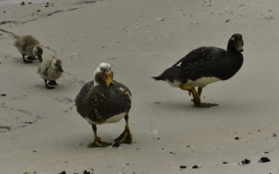 ePostcard #78: In Darwin’s Footsteps (Falkland Archipelago Birds)