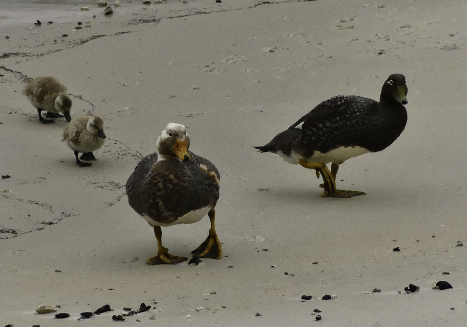 ePostcard #78: In Darwin’s Footsteps (Falkland Archipelago Birds)