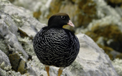 ePostcard #79: Kelp Goose (Falkland Archipelago)
