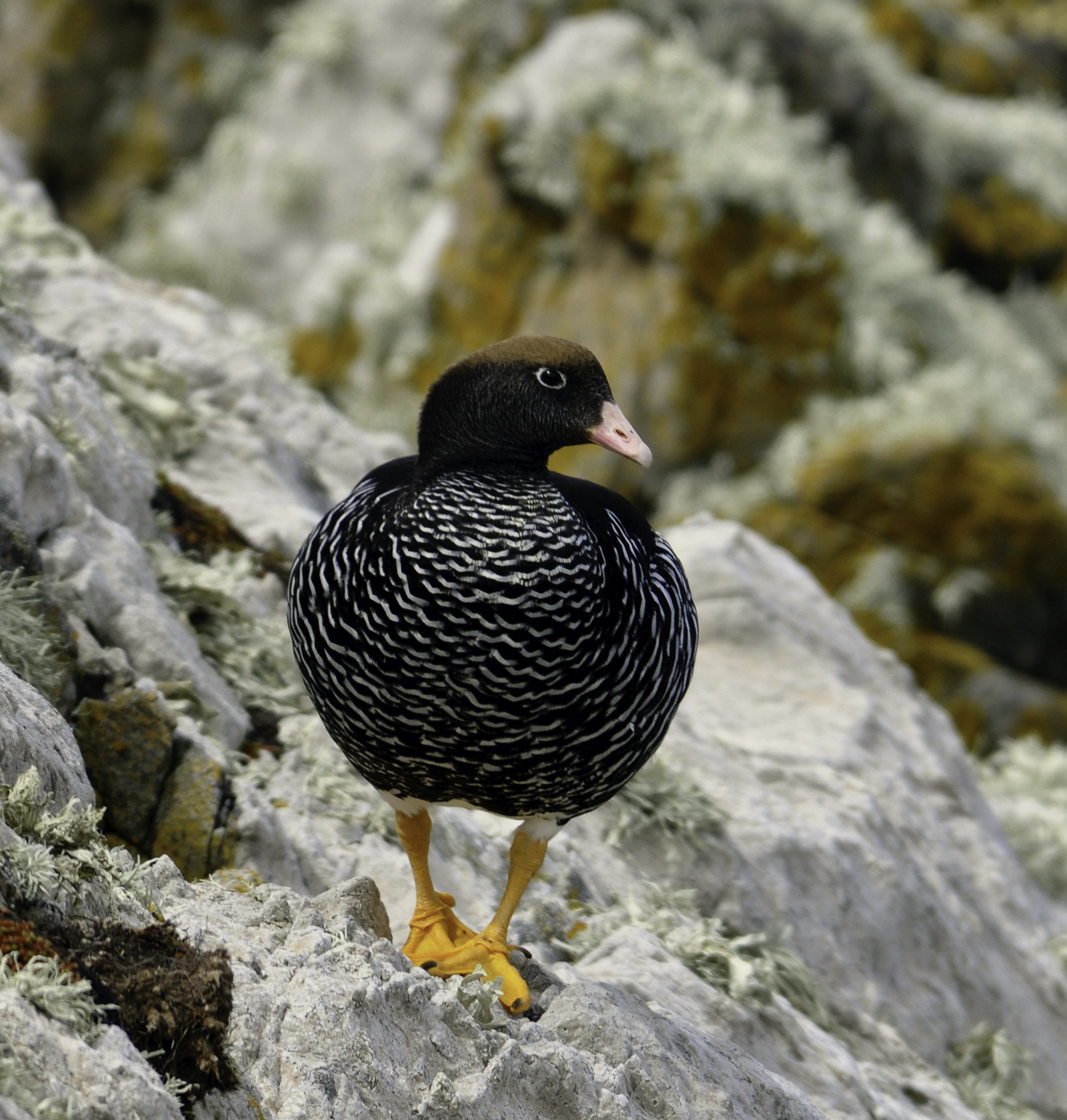 ePostcard #79: Kelp Goose (Falkland Archipelago)