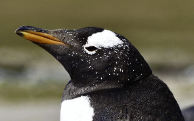 ePostcard #81: Nesting Gentoo Penguins (Falklands)