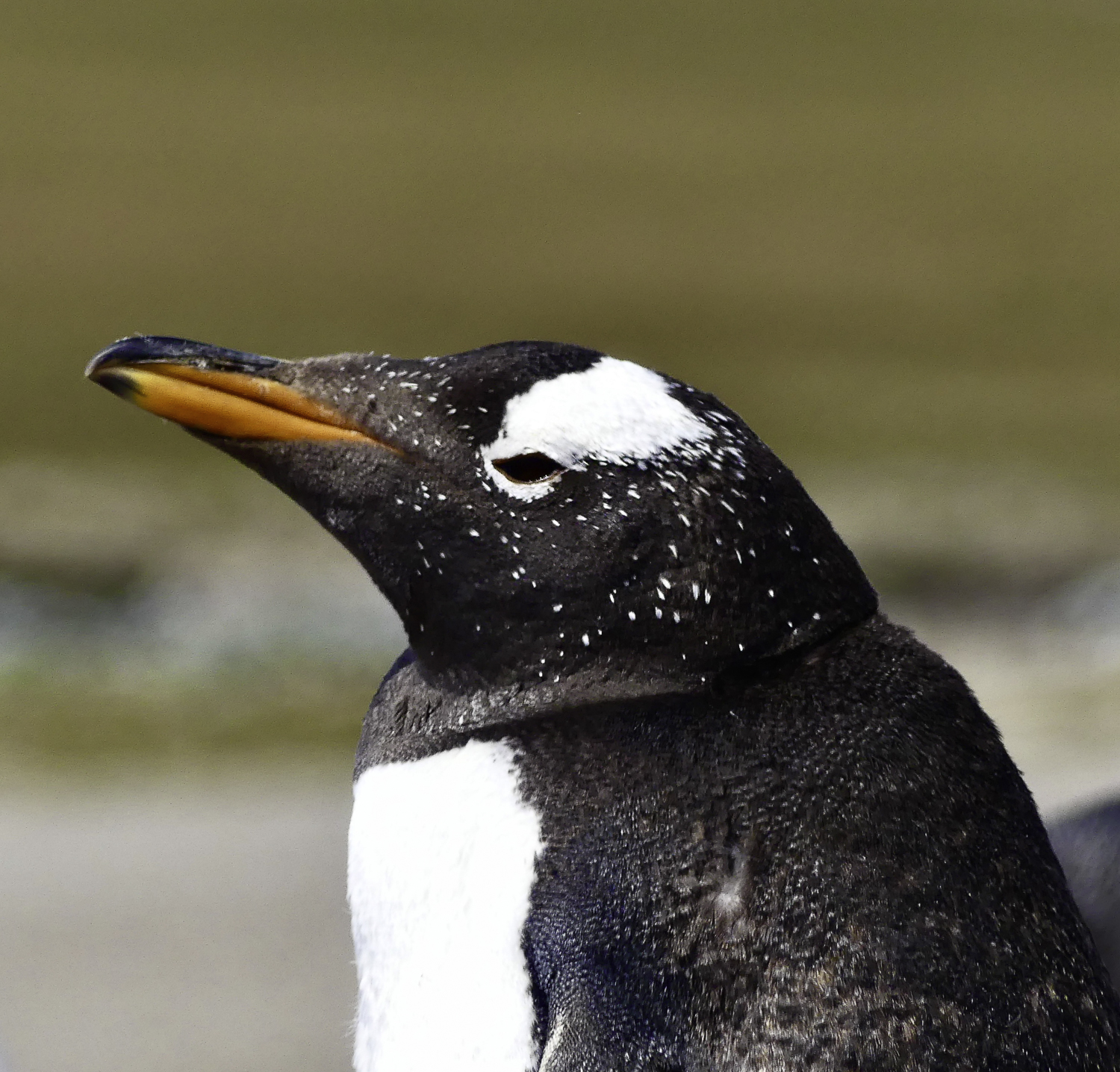 ePostcard #81: Nesting Gentoo Penguins (Falklands)