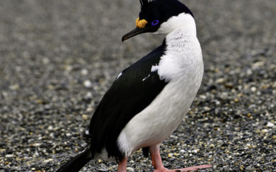 ePostcard #82: Imperial Cormorant (Carcass Island)